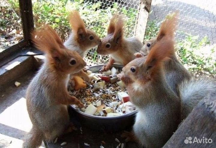 Белки вольерного разведения для заселения парков