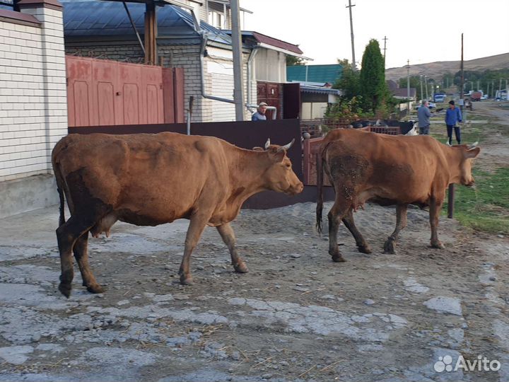 Коровы дойные молочные