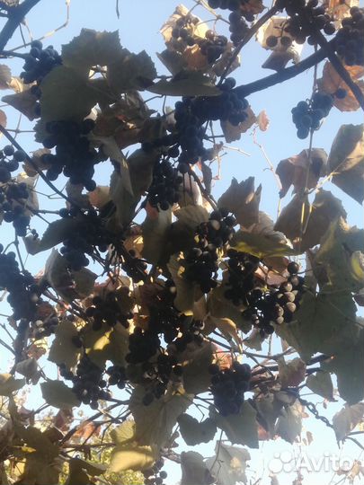 Виноград на вино