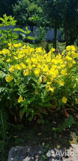 Самарская Лидия и многолетники для дачи