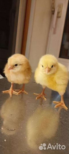 Живые сельскохозяйственные птицы