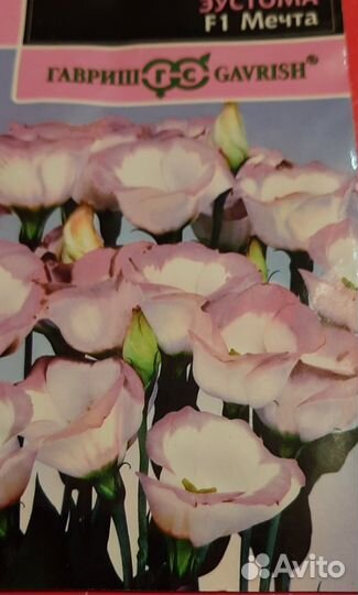 Эустома рассада