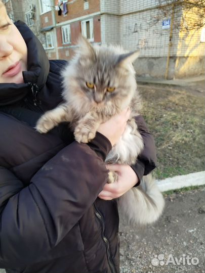 Отдам в хорошие руки, очень добрая,потеряшка