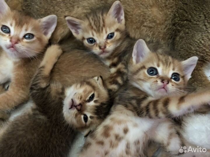 Шотландские мальчики