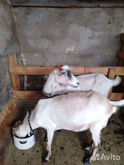 Прадаются борошата 6 мес. Дойные козы. 2 козленка
