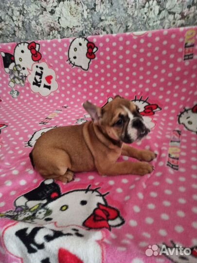 Щенки английского бульдога