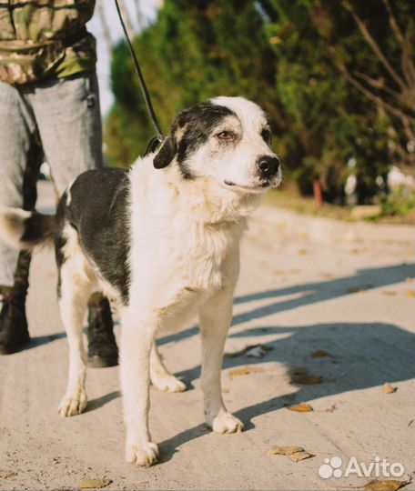 Лапик-Супер-пёс