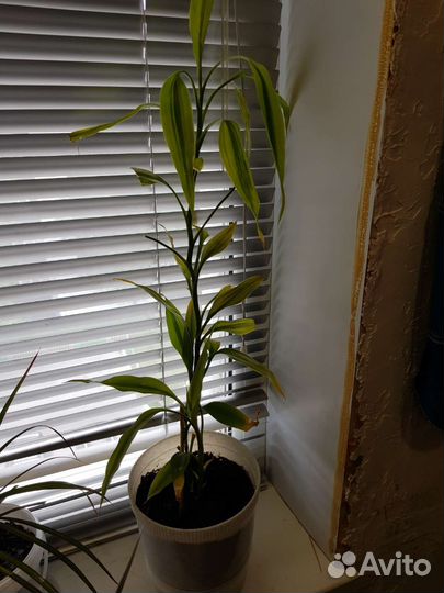Комнатные растения Бамбук