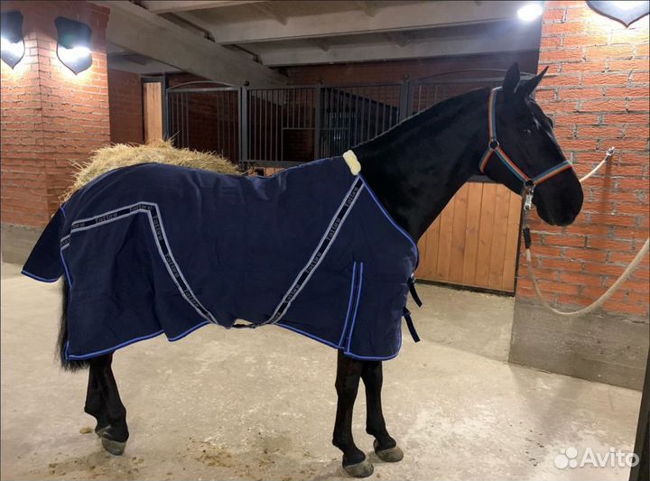 Попона Tattini 145см