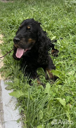 Кокер спаниель вязка