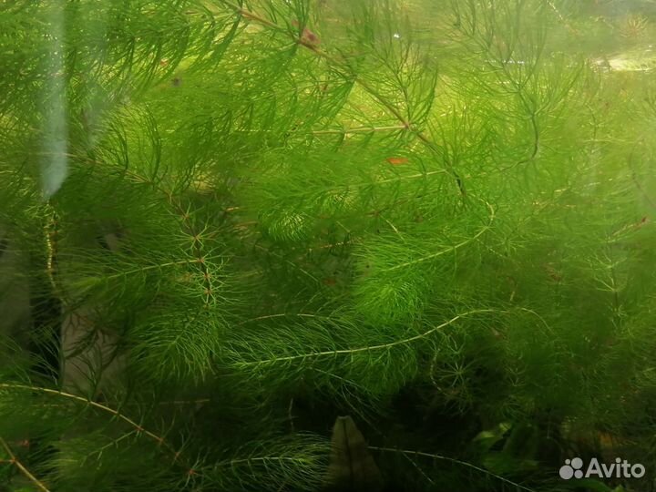 Роголистник