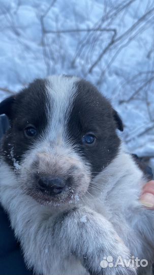 Собаки щенки мальчики