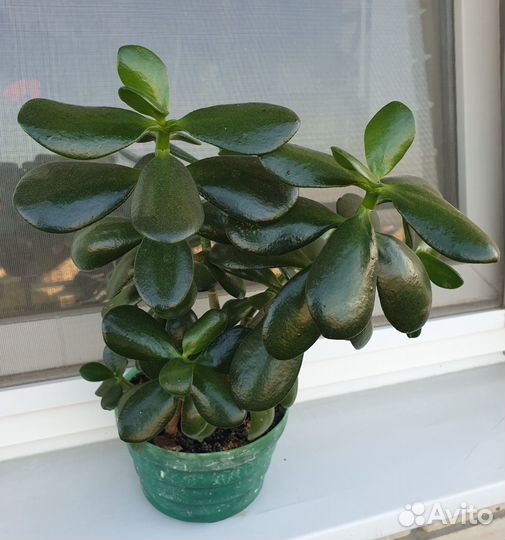 Каланхоэ, алоэ, денежное дерево, хлорофитум