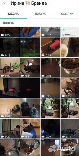 Передержка собаки в загородном доме