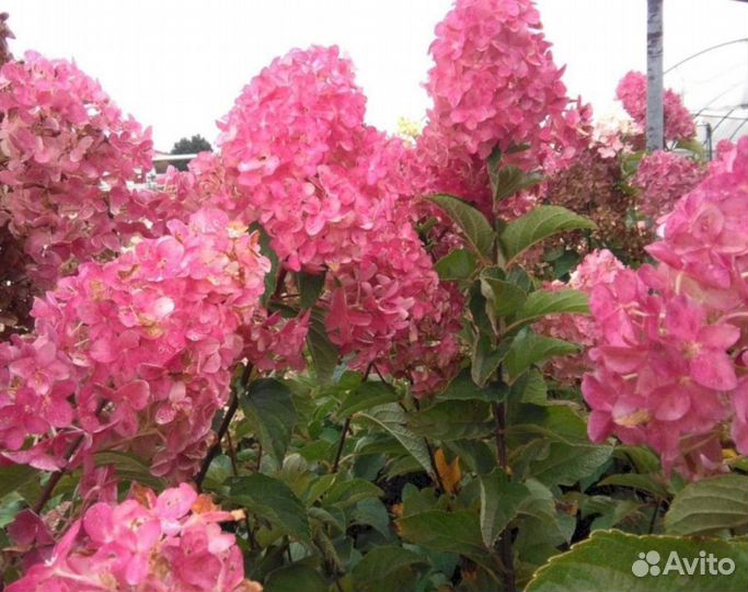 Гортензия Фрайз мельба