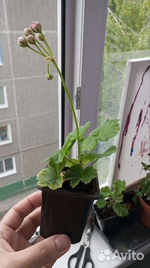 Рассада цветов