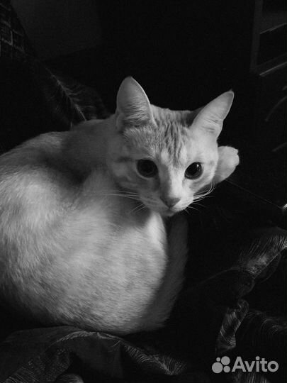 Передержка кошек, грызунов, птиц (опыт 4 года)