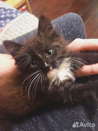 Котёнок в добрые руки