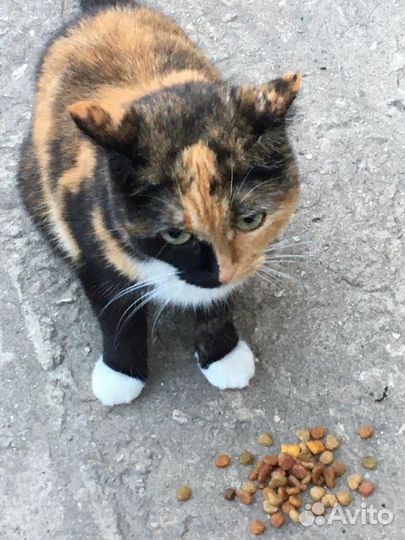 Кошечка в добрые руки