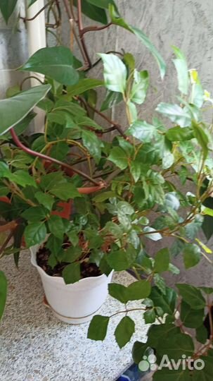 Циссус березка