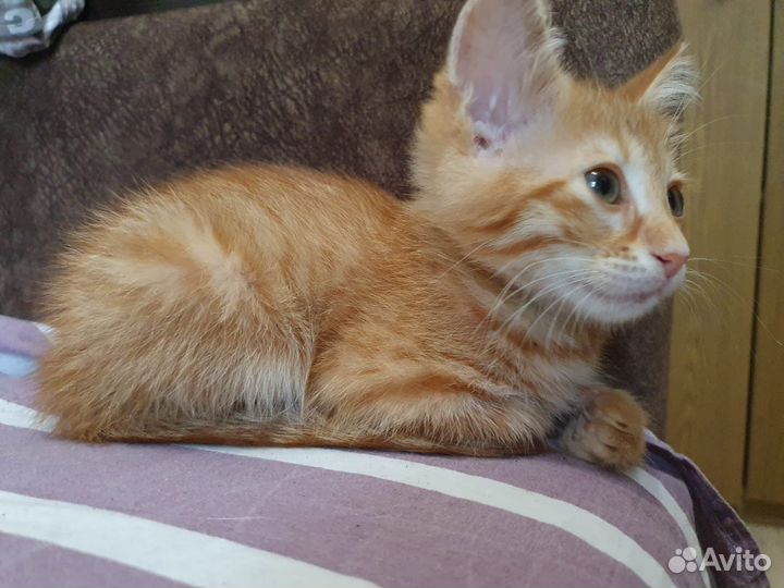 Отдам котенка