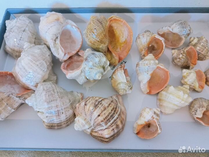 Морские ракушки