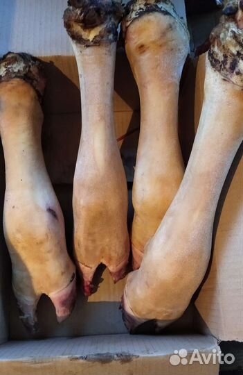 Субпродукты домашние. Ливер. Говядина и свинина