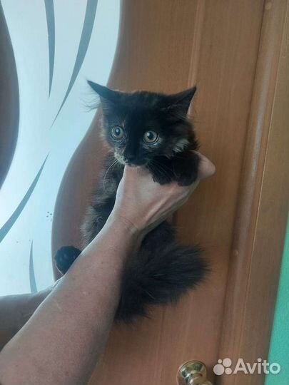 Кошка в дар