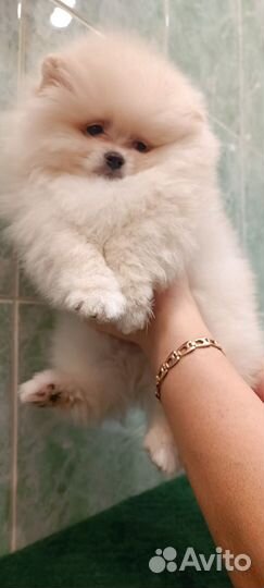 Щенки померанского шпица