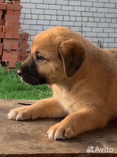 Отдам в добрые руки