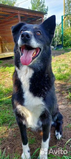 Собака Маруся