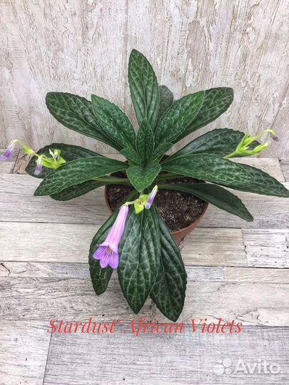 Примулина /Хирита/ детки