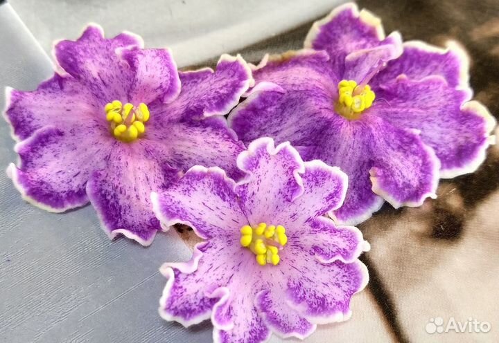 Сортовые фиалки с\с листом