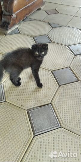 Кошки вислоухие