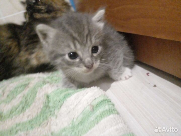 4 кошечки хотят попасть в ваш дом