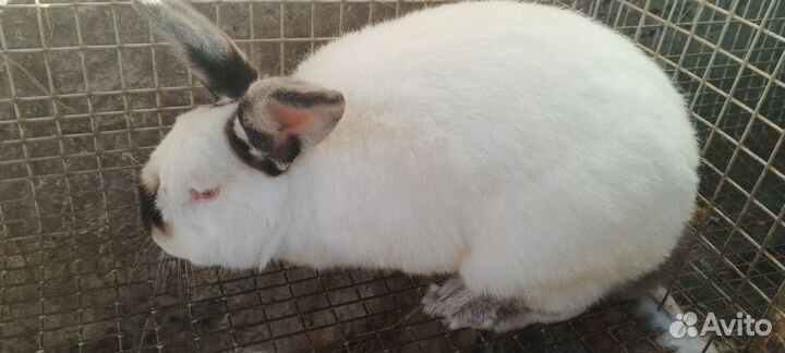 Калифорния