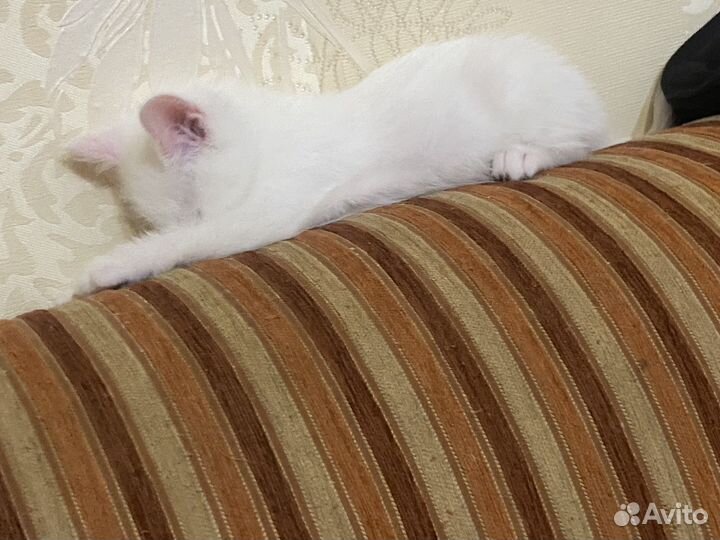 Кошка в дар