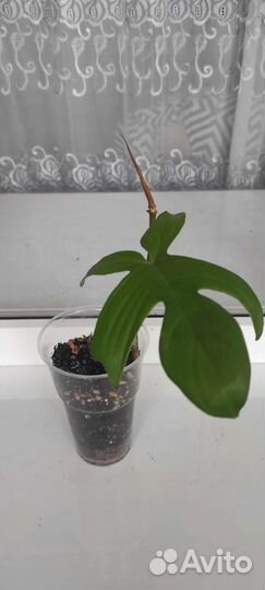 Филодендрон флорида бьюти альба