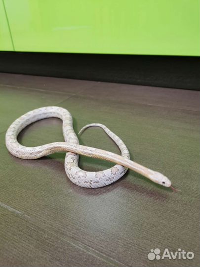 Маисовый полоз вязка