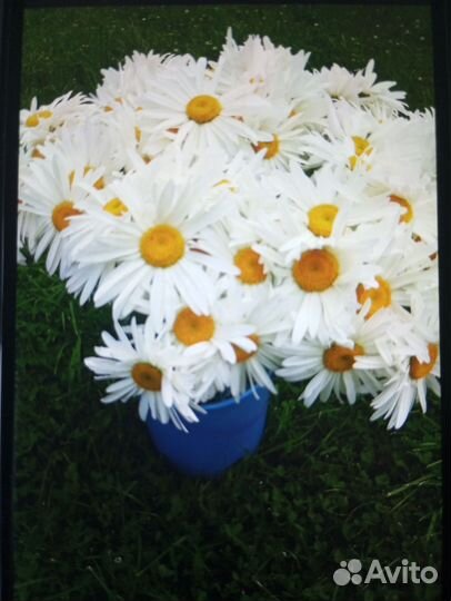Комнатный цветок Рео. Медуница самурай. Ромашки