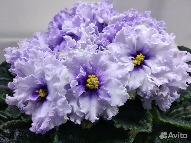 Набор сортовых деток фиалок