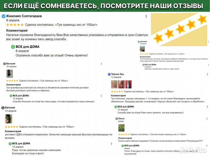 Туя для изгороди