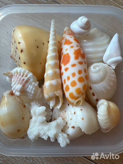 Ракушки морские с Мальдив