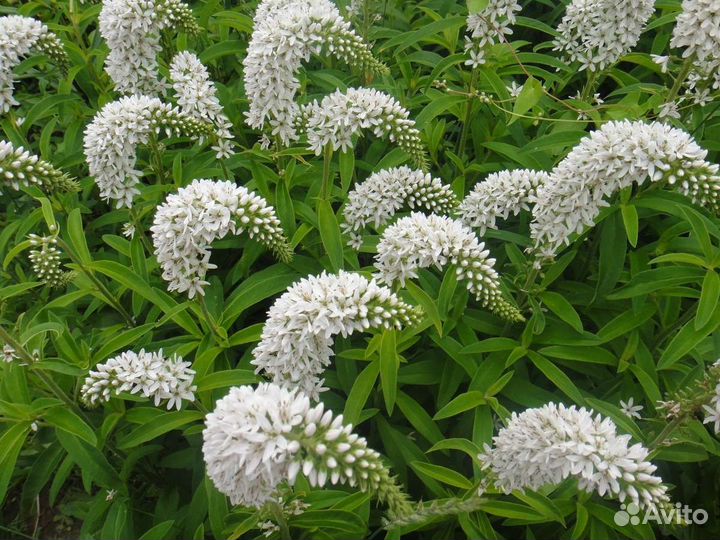 Вербейник Ландышевый саженцы