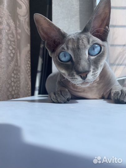 Кот сфинкс вязка