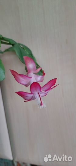 Декабрист розовый