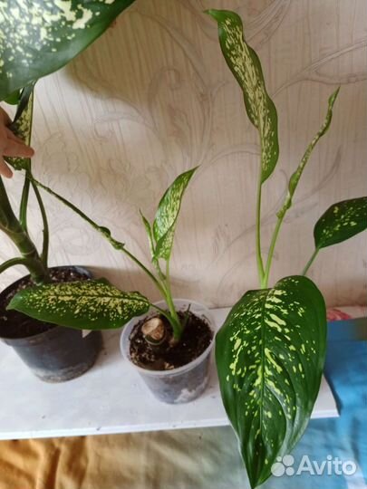 Диффенбахия, сингониум