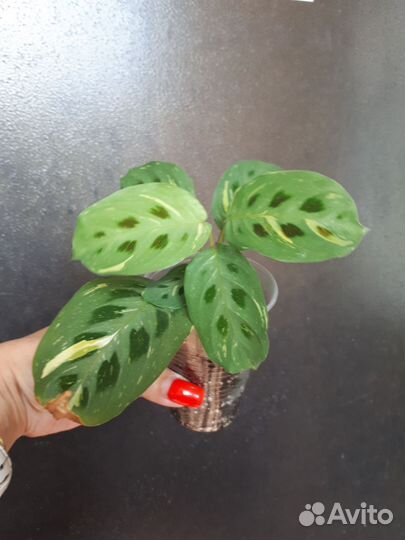 Маранта эмеральд грей и Бьюти Ким