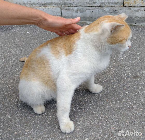 Рыжий кот ищет дом