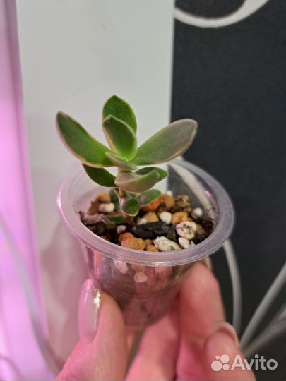 Суккуленты